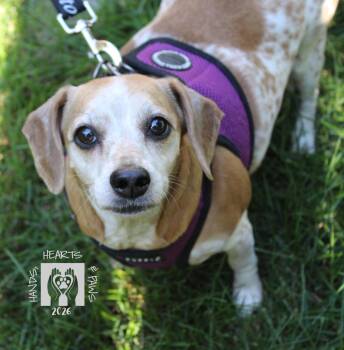 May West -  Dachshund Dog for Adoption in Omaha, Nebraska - May West | PetCurious