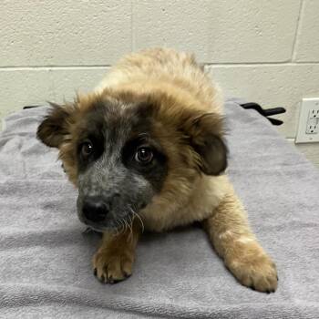 Mixed Breed Dogs Available for Adoption in Murray, Utah - Fox | PetCurious