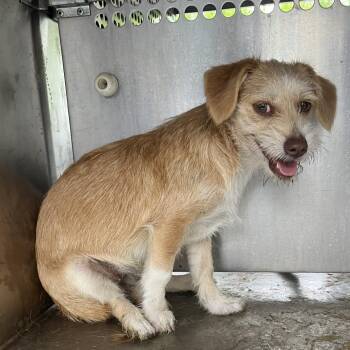 Terrier Dogs Available for Adoption - Farfalle | PetCurious