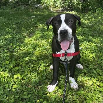 Jet Pack -  Mixed Breed Dog Available for Adoption in Oak Brook, Illinois - Jet Pack | PetCurious