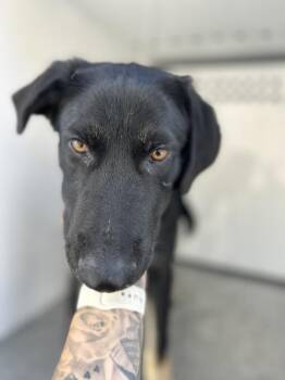 Rider -  German Shepherd Dog Dog for Adoption in Victorville, California - Rider | PetCurious