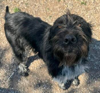 German Wirehaired Pointer Dogs Available for Adoption in Kiowa, Oklahoma - Steven Tyler  | PetCurious