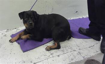 Rottweiler and Mixed Breed Dogs Available for Adoption in Houston, Texas - BONNIE | PetCurious