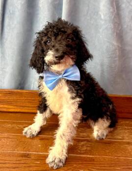 Paddy -  Standard Poodle Dog for Adoption in East Sparta, Ohio - Paddy | PetCurious
