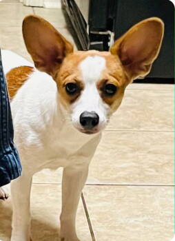 Rescue Rat Terrier Dogs for Adoption in Ocean Township, New Jersey - Lillie - Lovely Pup! | PetCurious