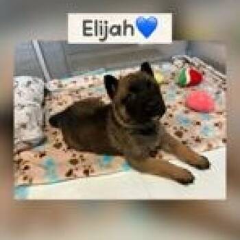 German Shepherd Dog Dogs Available for Adoption - Elijah | PetCurious