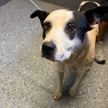 TUSC-Stray-85905 -  Pit Bull Terrier and Mixed Breed Dog for Adoption in Tuscaloosa, Alabama - TUSC-Stray-85905 | PetCurious