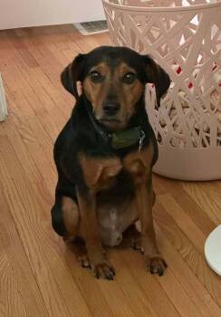 Prancer -  Beagle and Miniature Pinscher Dog for Adoption in West Peoria, Illinois - Prancer | PetCurious