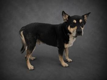 MAKO -  Australian Kelpie and Mixed Breed Dog for Adoption in Winter Haven, Florida - MAKO | PetCurious