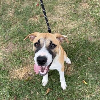 Rescue Mixed Breed Dogs for Adoption in Guthrie, Oklahoma - Alex Caruso | PetCurious