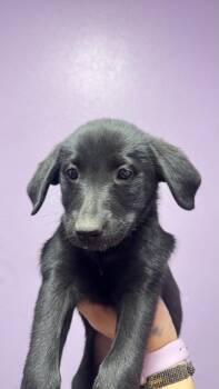 Mixed Breed Dogs Available for Adoption in El Paso, Texas - Pup 4 | PetCurious