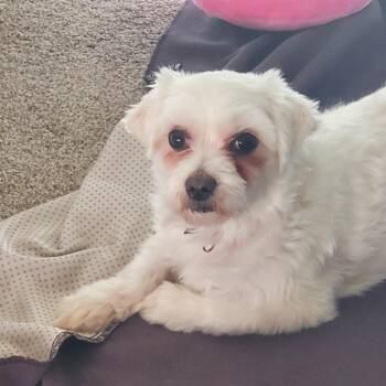 Maltese Dogs Available for Adoption in Rochester, Minnesota - Lily Mae | PetCurious