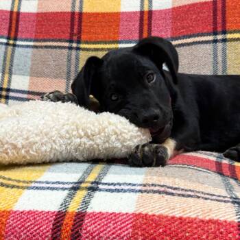 Pluto -  Shepherd and American Bulldog Dog for Adoption in Goleta, California - Pluto | PetCurious