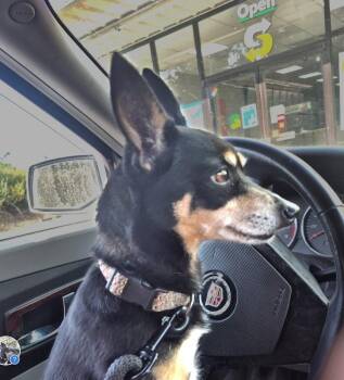 Stacey DD -  Miniature Pinscher and Akbash Dog for Adoption in Columbia, Tennessee - Stacey DD | PetCurious