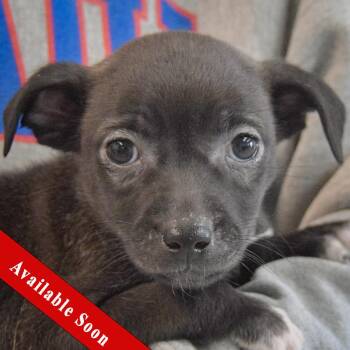 Chihuahua and Dachshund Dogs Available for Adoption - Sunflower | PetCurious