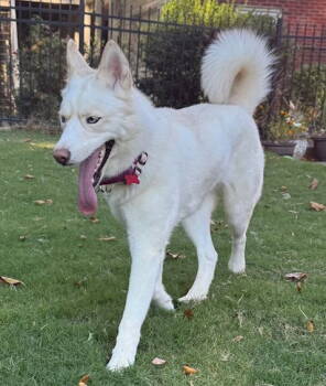 Rescue Siberian Husky Dogs for Adoption in Milton, Georgia - Sarabi Belle | PetCurious