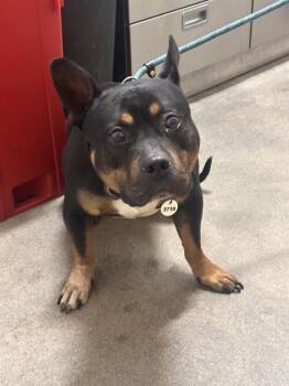 BRONX -  Pit Bull Terrier Dog for Adoption - BRONX | PetCurious