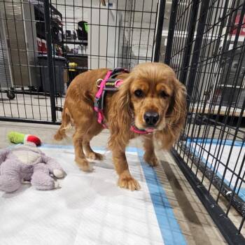 Suzie -  Cocker Spaniel Dog for Adoption in Harlingen, Texas - Suzie | PetCurious