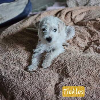Tickle -  Maltipoo Dog for Adoption in Lafayette, California - Tickle | PetCurious