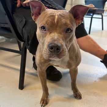 Mixed Breed Dogs Available for Adoption in Huntington, West Virginia - Molly Stray Hold 4/30 | PetCurious