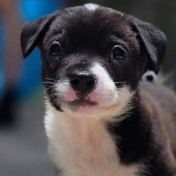 Rescue Black Labrador Retriever and Border Collie Dogs for Adoption in Aledo, Texas - Valley | PetCurious