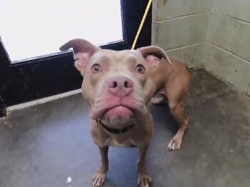 LUCY -  Weimaraner and Pit Bull Terrier Dog for Adoption in Tulsa, Oklahoma - LUCY | PetCurious