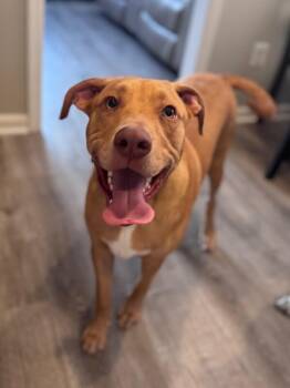 Chief -  Labrador Retriever and Terrier Dog for Adoption in Aiken, South Carolina - Chief | PetCurious