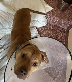 Catahoula Leopard Dog Dogs Available for Adoption in Stratham, New Hampshire - Daisy | PetCurious