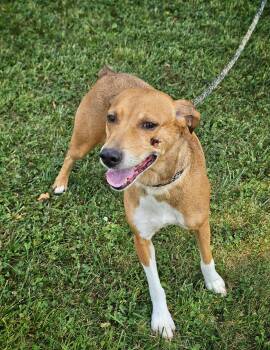 Winnie -  Beagle Dog for Adoption in Bay City, Michigan - Winnie | PetCurious