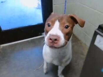 Pit Bull Terrier and Mixed Breed Dogs Available for Adoption in Tulsa, Oklahoma - HARMONIE | PetCurious