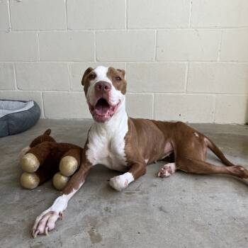 Rescue Mixed Breed Dogs for Adoption in Loxahatchee Groves, Florida - Shyla | PetCurious