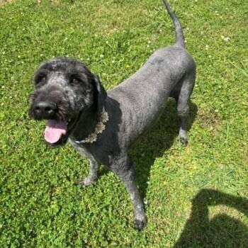 Poodle Dogs Available for Adoption in Fayetteville, Arkansas - Lilac | PetCurious