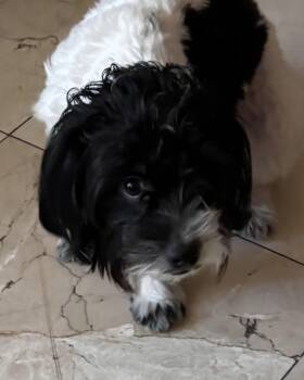 Shih Tzu and Maltese Dogs Available for Adoption - Rocky  | PetCurious
