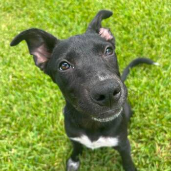 Lucy -  Chiweenie Dog for Adoption in Pearland, Texas - Lucy | PetCurious