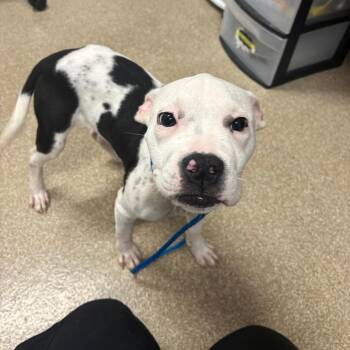 Ms. Piggy -  Boxer and Mixed Breed Dog for Adoption in League City, Texas - Ms. Piggy | PetCurious