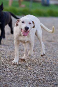 Rescue Husky Dogs for Adoption in Hiawatha, Kansas - Lainey | PetCurious