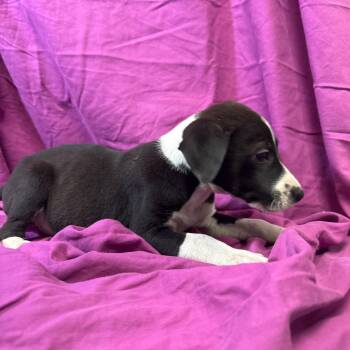 Whippet Dogs Available for Adoption - Ruby | PetCurious