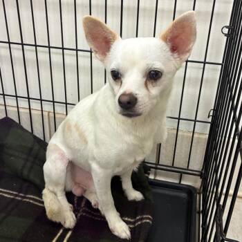 Dr Jekyll -  Mixed Breed Dog for Adoption in Chattanooga, Tennessee - Dr Jekyll | PetCurious