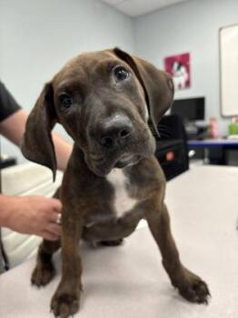 Bear -  Mixed Breed Dog for Adoption in Charleston, South Carolina - Bear | PetCurious