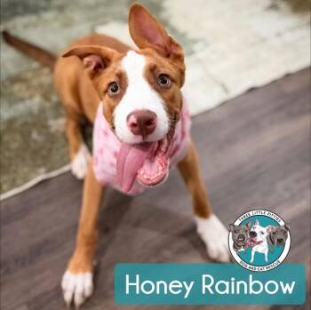 Honey Rainbow -  Pit Bull Terrier and Staffordshire Bull Terrier Dog for Adoption in Friendswood, Texas - Honey Rainbow | PetCurious