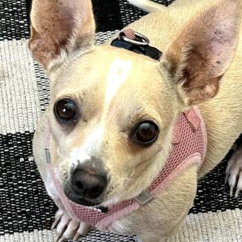 Chihuahua Dogs Available for Adoption - Fifi | PetCurious
