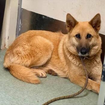 Shepherd Dogs Available for Adoption in Bethel, Connecticut - Saffron | PetCurious