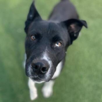 Mixed Breed Dogs Available for Adoption - LEADER | PetCurious