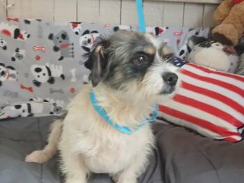Veles -  Terrier Dog for Adoption in Fort Worth, Texas - Veles | PetCurious