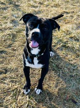 Mixed Breed Dogs Available for Adoption - Barnabas | PetCurious