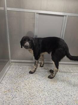 Will -  Terrier Dog for Adoption in Athens, Tennessee - Will | PetCurious