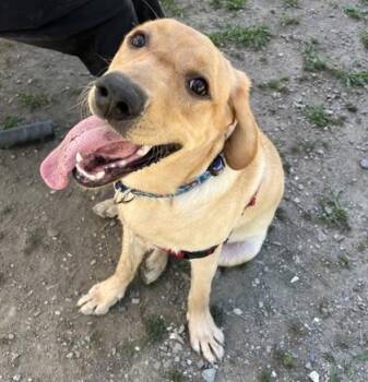 Labrador Retriever Dogs Available for Adoption in Worcester, Massachusetts - Leonard | PetCurious