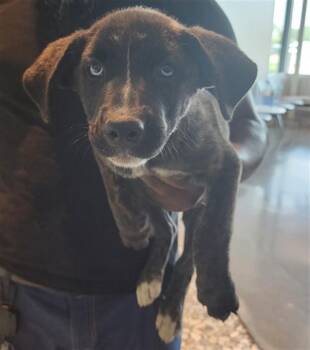 Rescue Labrador Retriever and Husky Dogs for Adoption in Houston, Texas - A639729 | PetCurious