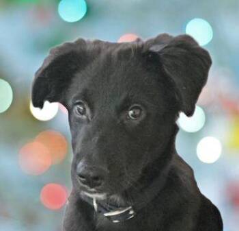 Bowie -  Mixed Breed Dog Available for Adoption in Schaumburg, Illinois - Bowie | PetCurious