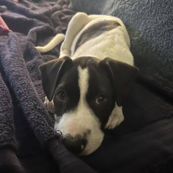 Brachiosaurus -  Black Labrador Retriever and Terrier Dog for Adoption in Austin, Texas - Brachiosaurus | PetCurious